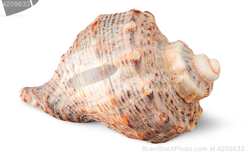 Image of Seashell rapana side view