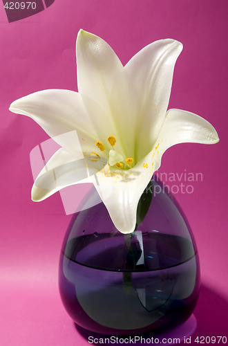 Image of White lily on pink background