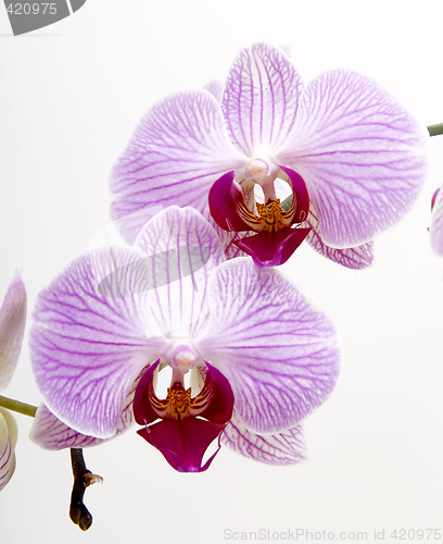 Image of Orchids