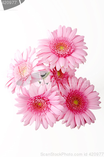 Image of Pink flowers