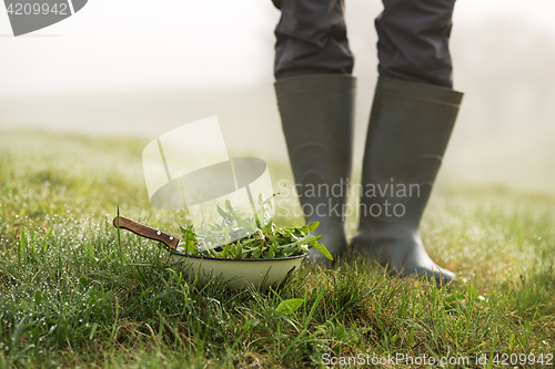 Image of Dandelion