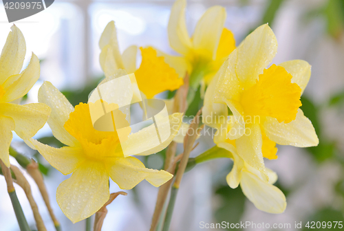 Image of Fresh spring narcissus flowers 