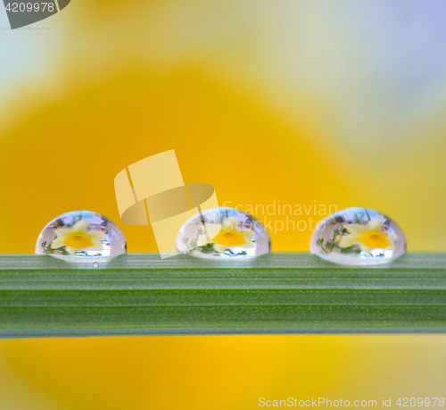 Image of Yellow daffodils reflexion in drops