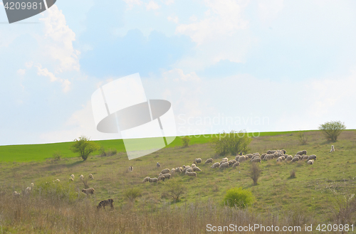 Image of Herd of ships