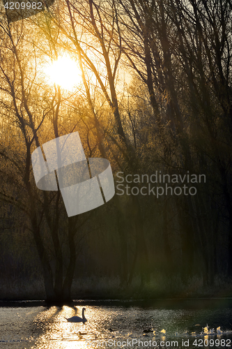 Image of Single swan at sunrise