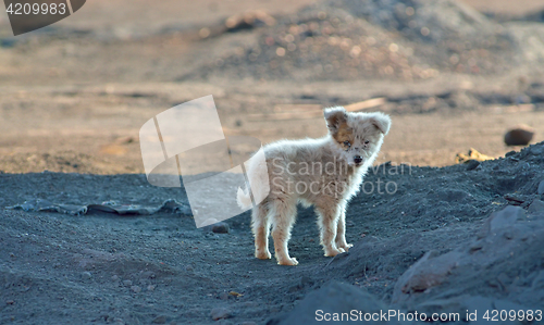 Image of Vagabond puppy dog