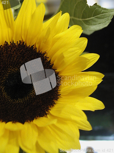 Image of Sunflower