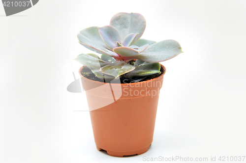 Image of Succulent plant in pot