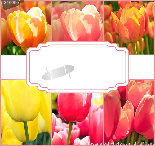 Image of Tulip fields collage of different tulips