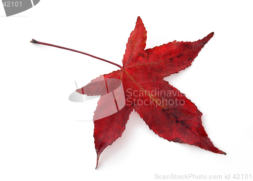 Image of Red Maple Leaf