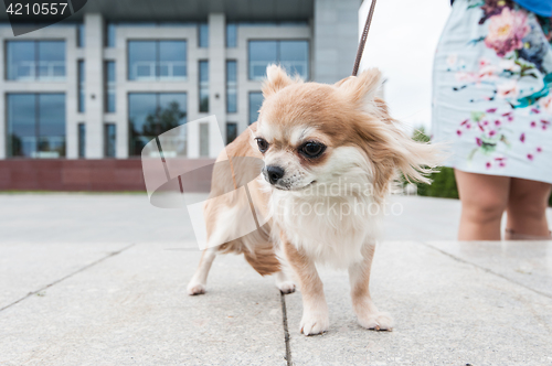 Image of chihuahua walking in the city