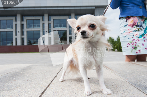 Image of chihuahua walking in the city