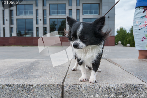 Image of chihuahua walking in the city