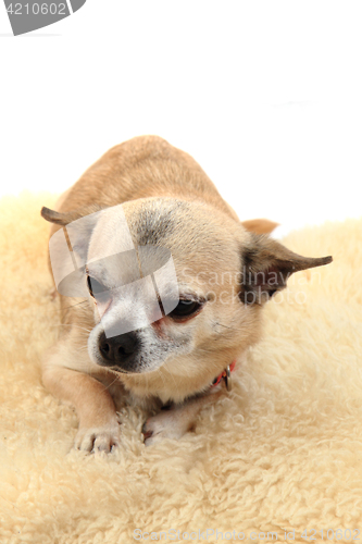 Image of chihuahua is resting