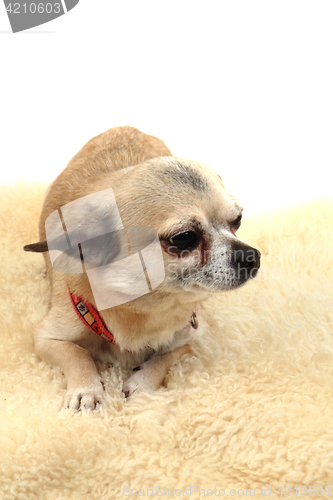 Image of chihuahua is resting