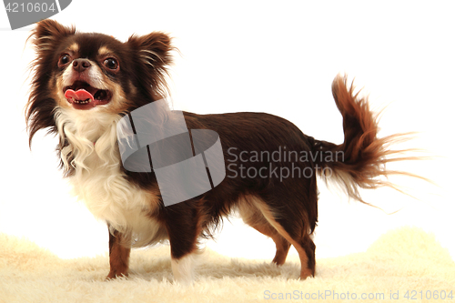 Image of chihuahua is waiting