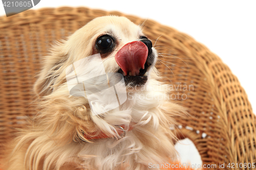 Image of chihuahua is resting