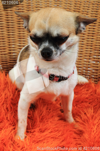 Image of chihuahua is resting