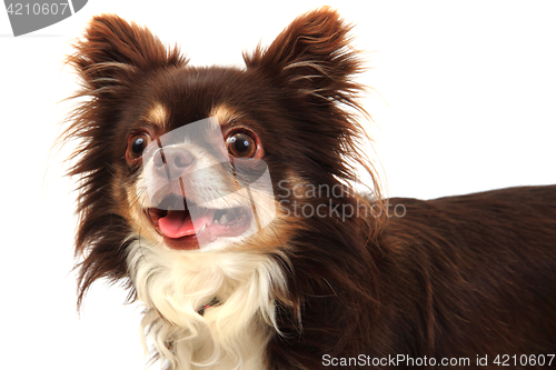 Image of chihuahua is resting