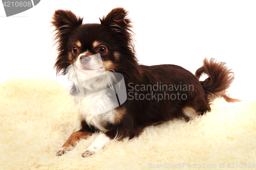 Image of chihuahua is resting