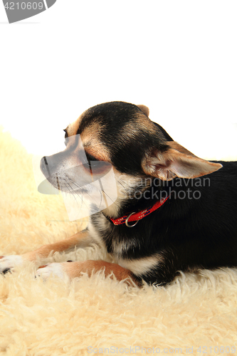 Image of chihuahua is resting