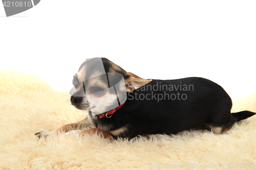 Image of chihuahua is resting