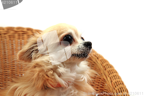 Image of chihuahua is resting