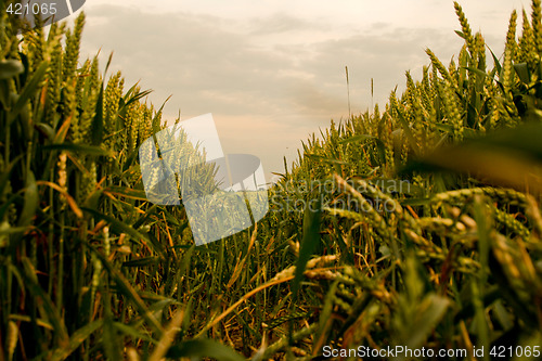 Image of Cornfield