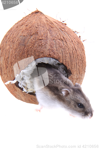 Image of Dzungarian hamster and his coconut house