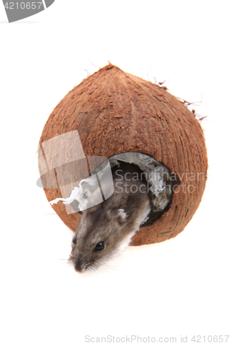 Image of Dzungarian hamster and his coconut house