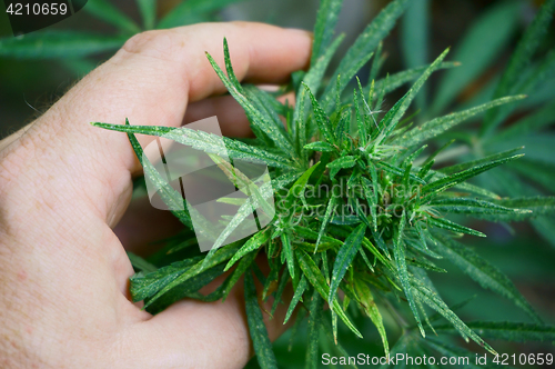 Image of marijuana plant in human hand