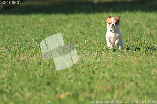Image of chihuahua running in the grass