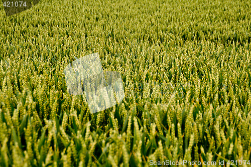 Image of Cornfield