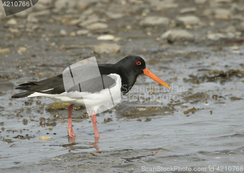 Image of Oystercatcher