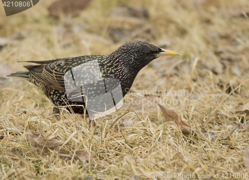 Image of Common Starling