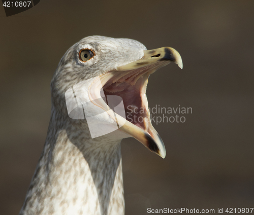 Image of Herring gull