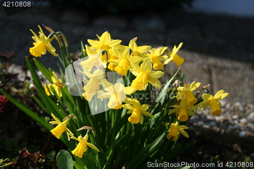 Image of Small Daffodils
