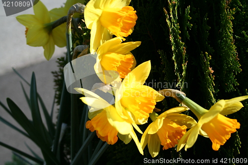 Image of Daffodils