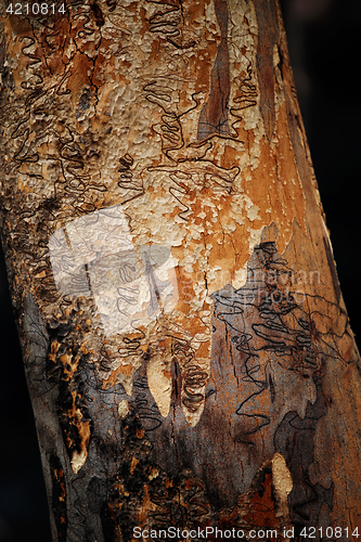 Image of Scribbly Gum
