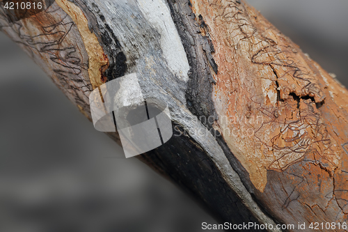 Image of Scribbly Gum