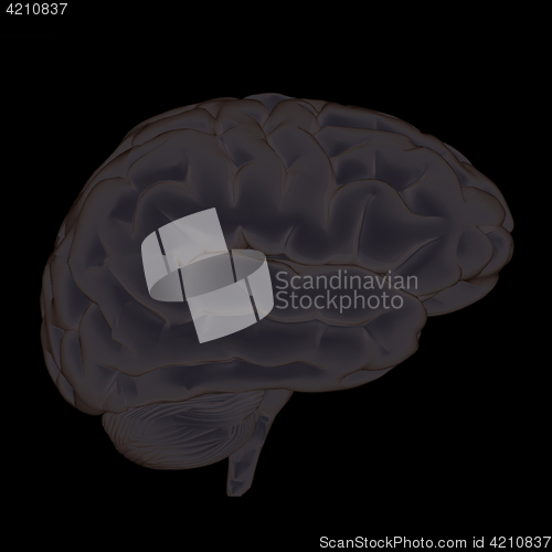 Image of 3D illustration of human brain