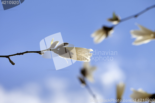 Image of Buds of blooming magnolia and blue sky