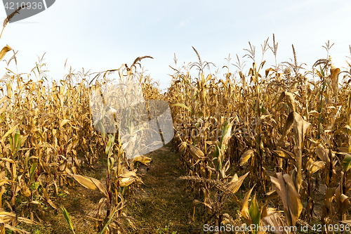 Image of ears of ripe corn