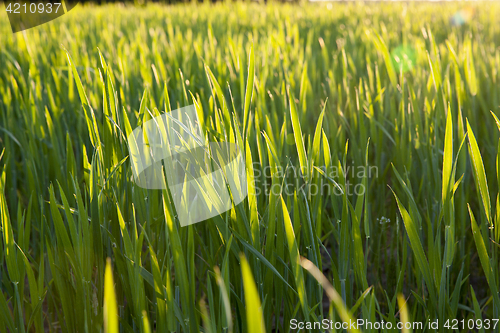 Image of Field with cereal