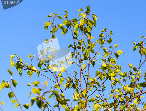 Image of Young leaves of birch