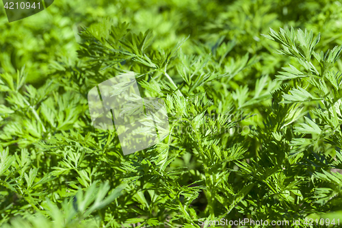 Image of green parsley in a field