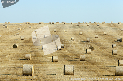 Image of haystacks in a field of straw