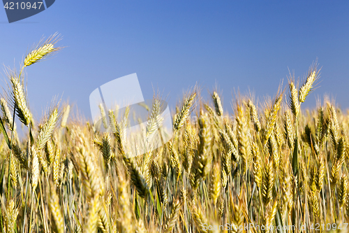 Image of immature yellowing wheat