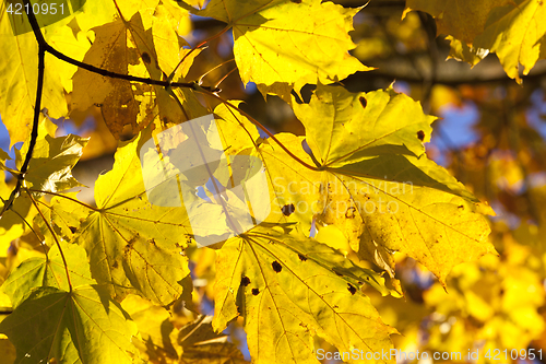 Image of yellowed maple trees in autumn