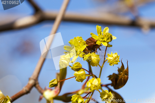 Image of flowering maple tree